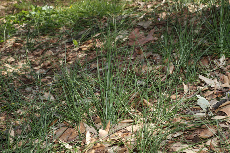 Romulea ramiflora / Zafferanetto ramoso